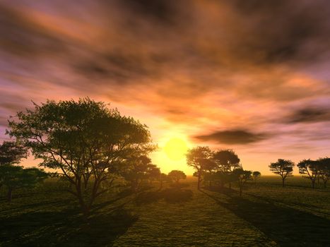 Fantastic sunset on a background of rare trees 