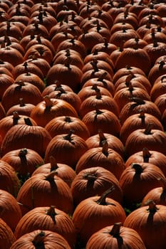 Black and white image of pumpkins after a harvest.