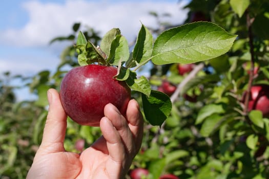 Freshly picked apple in an orchard