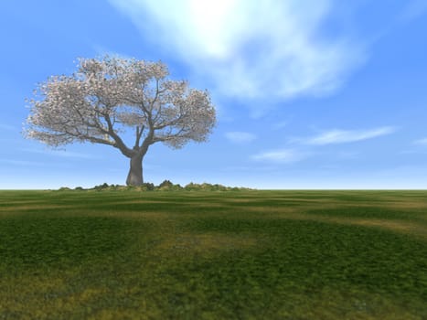 Tree with white leaves alone standing on a field on a background of the sky