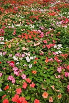 View of colourful flower in a garden