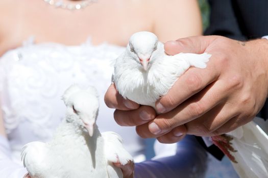 white pigeons in the hands of the bride and groom