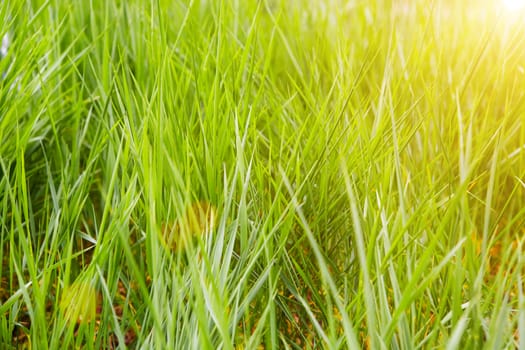 view of grass in sunset