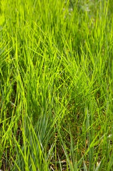 view of green grass in sunlight