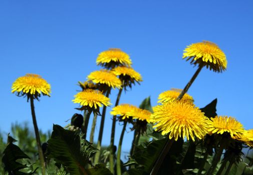dandelion flowers under clear blue sky