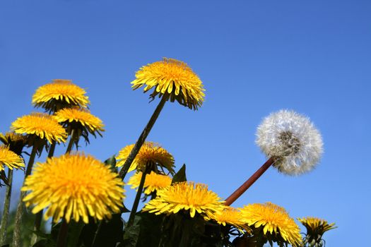 different concepts with dandelion flowers