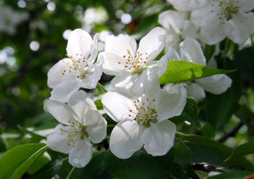 blossom apple-tree flowers close-up