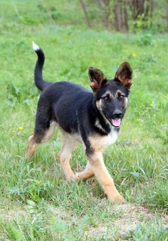 fun young running dog on green grass