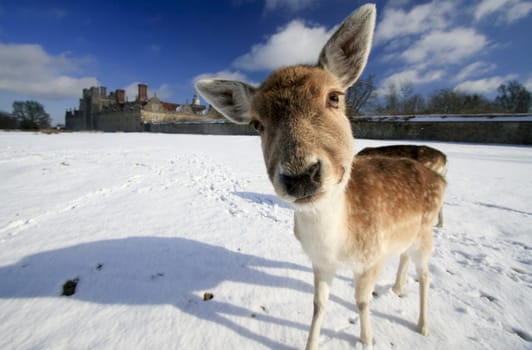 Inquisitive doe peers into the camera in Kent, southeast England