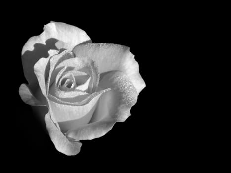 Rose on the black background