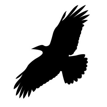 flying bird on white background, vector illustration