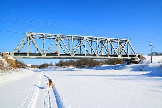 redhead dog on river ice near railway bridge