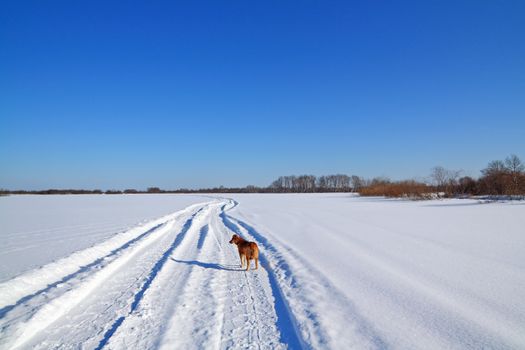 redhead dog on snow road