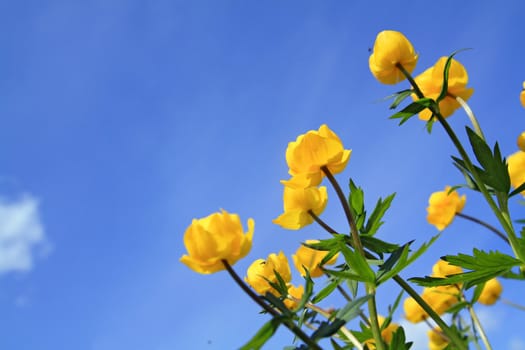 yellow flowerses on background blue sky