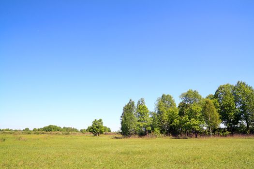 birch copse on autumn field
