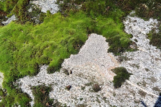 green moss on gray stone