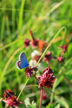 blue butterfly on red flower