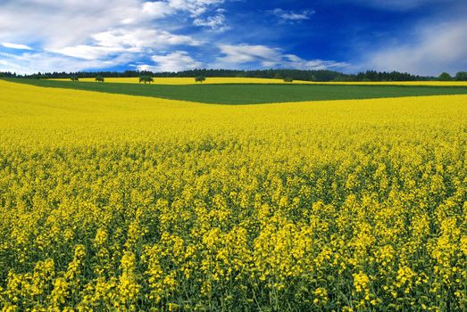 field of oilseed rape, spring yellow with blue sky