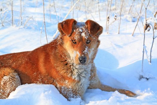 redhead dog on white snow