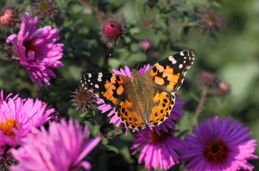 Painted Lady butterfly on flower (chrysanthemum)