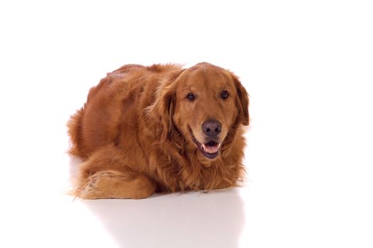Golden Retriever laying on the ground