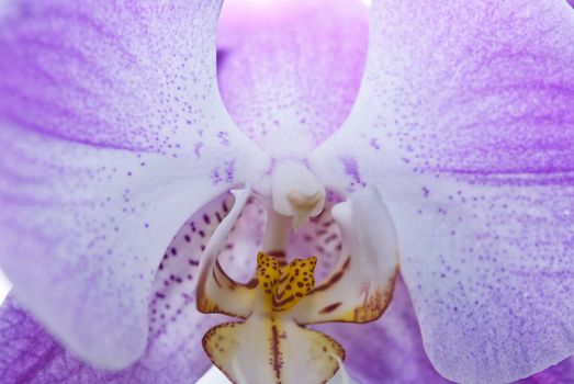 Close up of a blooming pink orchid