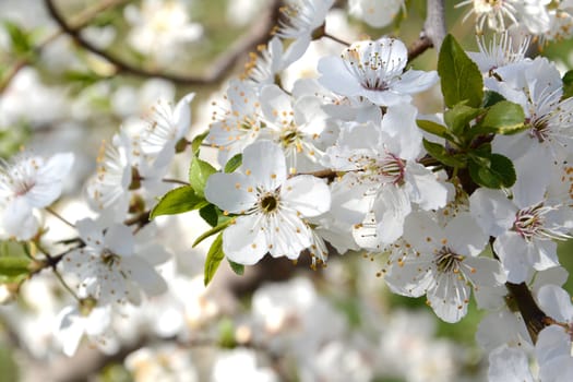 Blooming cherry tree in early springtime, daylight.