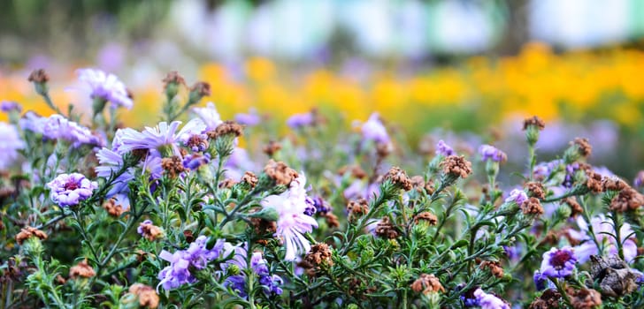 flowers field