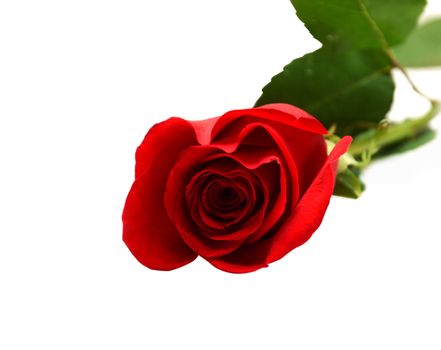 beautiful rose on white background