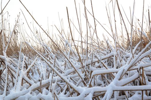 Winter landscape, frozen river bank