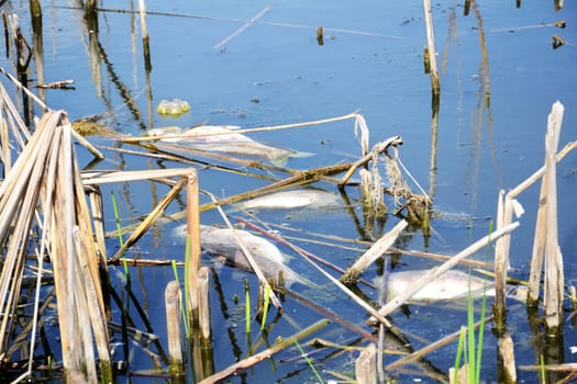 fish killed by near the shore