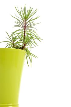 Young houseplant growing in a decorative yellow-green flowerpot, partial cropped view with half the pot visible isolated on a white background with copyspace