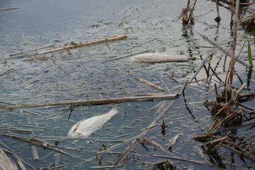 fish killed by near the shore 