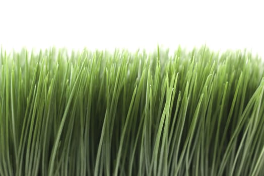 green grass isolated on a white background