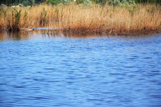 cane on a river coast