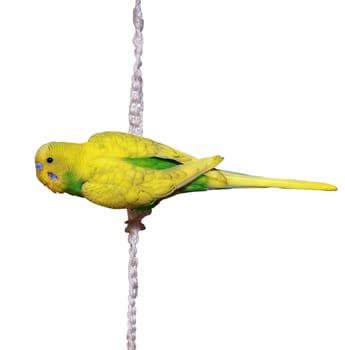 Parrot that stops in rope 