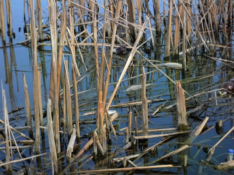 fish killed by near the shore 