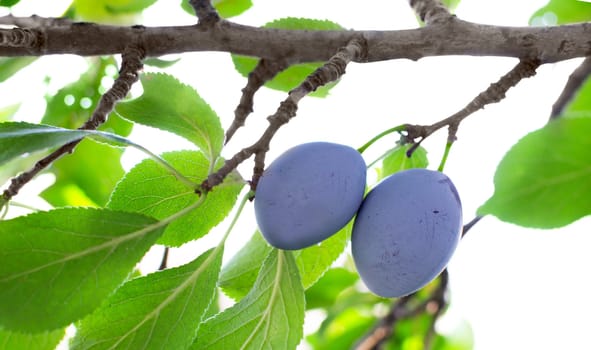 Ripe plums on the tree 