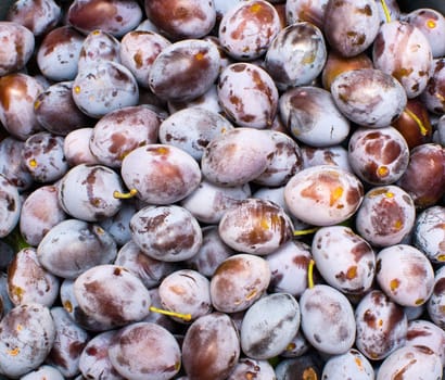 Plum harvest texture for background 