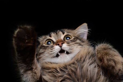 hamming cat on a black background