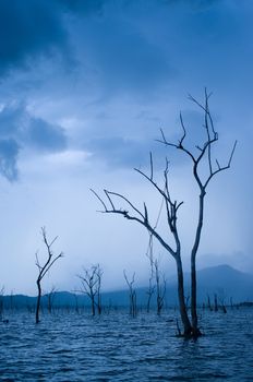 died trees on the river Thailand