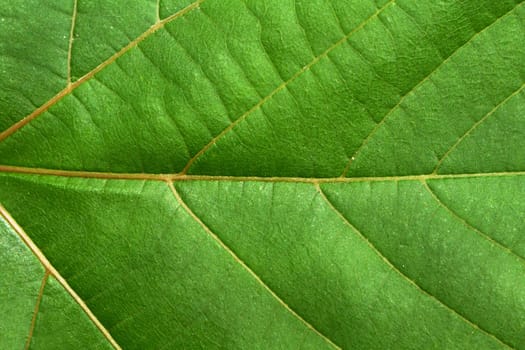 close up of green leaf texture 