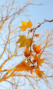 Autumn maple leaves background tree