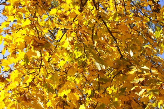Autumn maple leaves background tree