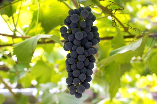 grapes on a background of leaves