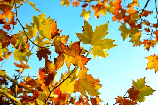 Autumn maple leaves background tree