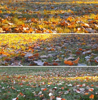 Yellow autumn maple leaves on green grass