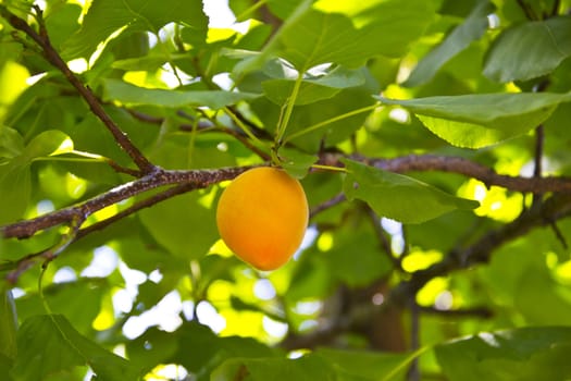 apricots on a tree branch