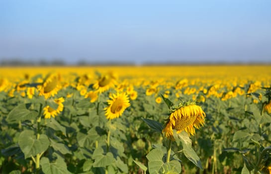 sunflowers at the field in summer 