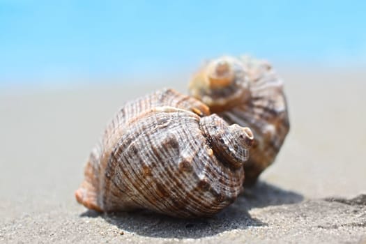 sea shells with sand as background